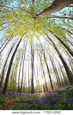 sunshine in spring flowering forest via fish-eye view