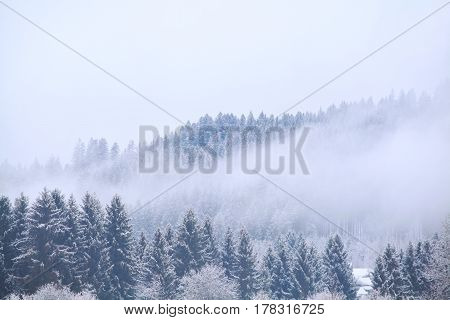 fog over coniferous winter forest in mountains