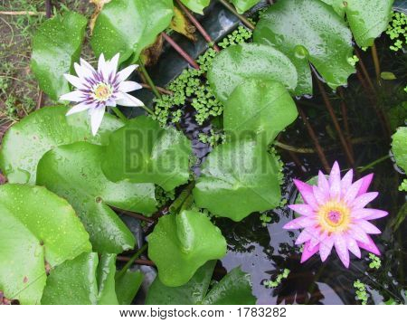 Lotus