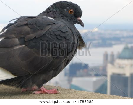 Pigeon