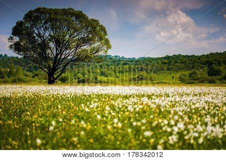 Flowering In The Valley Of The Daffodils. Spring. Transcarpathia. Near Khust. Ukraine.