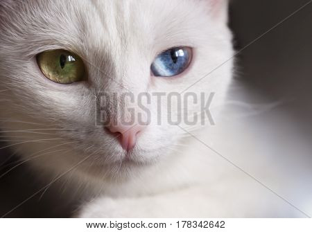 Beautiful snow-white pedigreed cat with amazing different multi-colored eyes on a sunny day