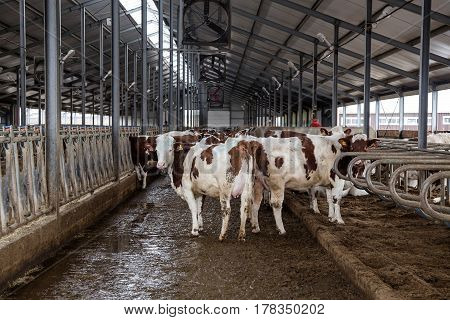 Cows of Monbeliards breeding in free livestock stall