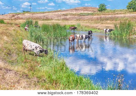 rustic scene with cattle standing in the pond water