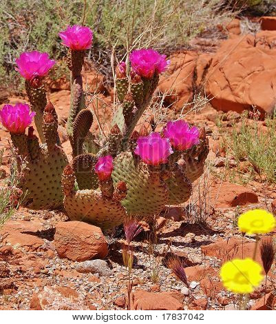 Beavertail Kaktus und Wüste Sonnenblumen im Tal des Feuers