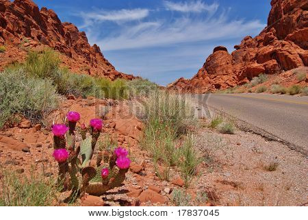 Beavertail Cactus langs Roadin Valley of Fire