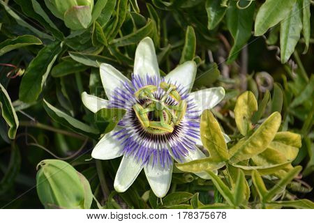 Passiflora caerulea, the blue passionflower, bluecrown passionflower or common passion flower