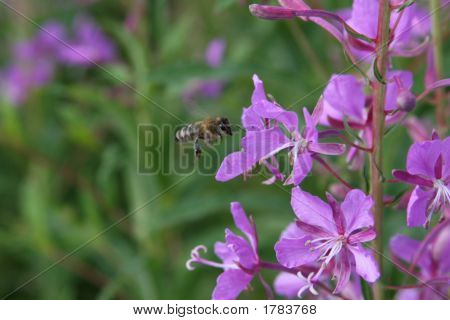 Fliegende Biene