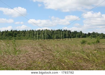 Wildes Gras