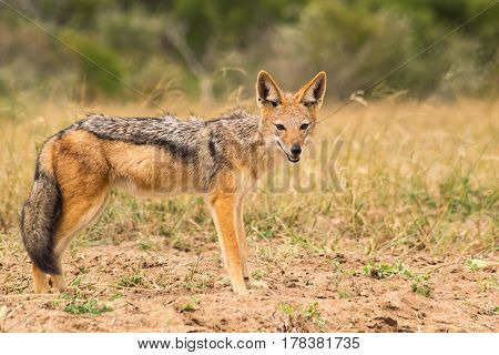 Black Backed or Silver Backed Jackal staring