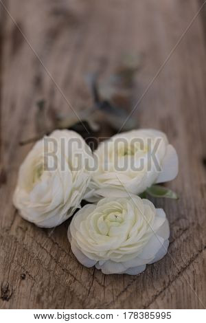 Three White Ranunculus Flower Over Wooden Tabletop