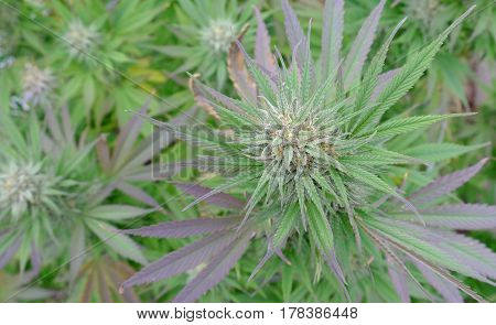 Cannabis in flower (Bud) growing in garden