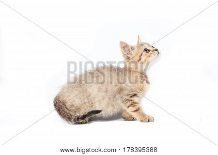 Cute Tabby Kitten Isolated On White.