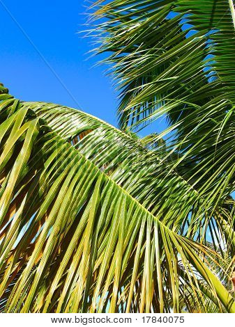 Palma - Puerto Rico