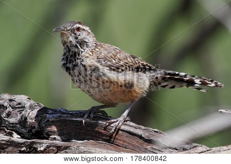 Cactus Wren (Campylorhynchus brunneicapillus) in the Arizona Desert