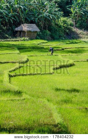 Terraced paddy filed and a farmer of kandy area of Sri lanka