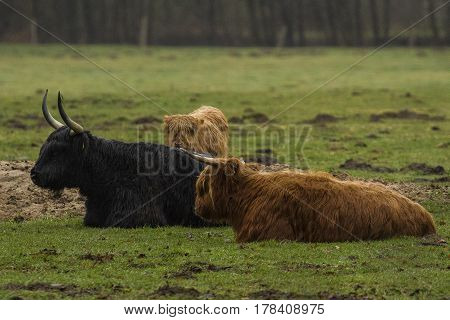 Hairy Highland Bull-Bulls loungers on the green grass