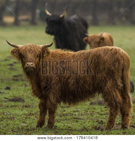 Hairy Highland Bull-Bulls loungers on the green grass