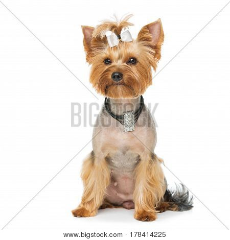 Beautiful pure bred yorkshire terrier female dog in natural stone necklace. Portrait isolated on white background. Copy space. Square.