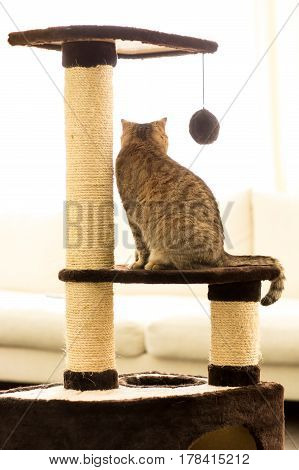 rear view of tabby cat sitting on a scratching post in living room