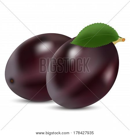3 D Photorealistic Ripe Purple Plums On White Background Made With Gradient Mesh