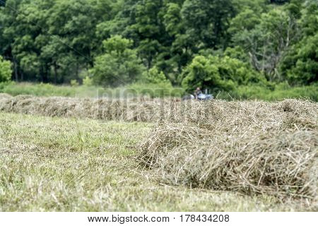 Close up of hay windrows with tractor in the background
