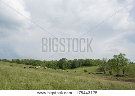 Beef cattle in a hilly pasture in Appalachia with cloudy sky