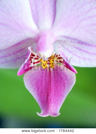 Orchid