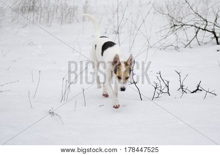 Cross-breed of hunting and northern dog seeking for scent of wild animal in wild field covered with snow