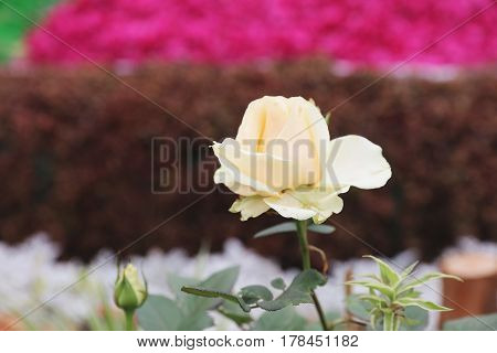 Color Roses Bush In The Garden