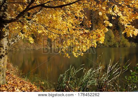 Autumn tree with golden leaves and reflection at Lucelle Lake (Lac de Lucelle) in Swiss Jura