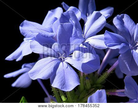 Blue Plumbago Auriculata flowers against a black background