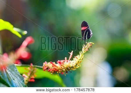 Closup image of a beautiful butterfly landing on a tree branch. With colorful flowers.
