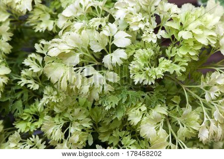 Ecological Concept Horizontal of Green Leaves of Polyscias Plants Background.