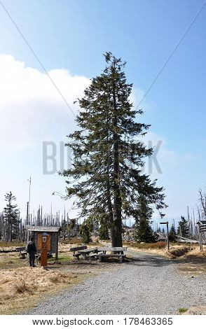 Colorful and crisp image of bark beetle region at mount Rachel
