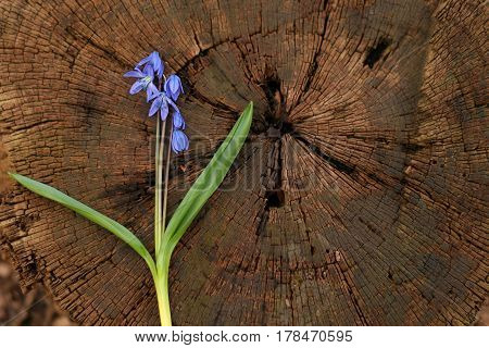 Bluebell, snowdrop in the forest, spring flower, the first flower after winter, bell, blue flower, background