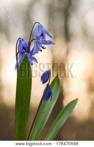 Bluebell, snowdrop in the forest, spring flower, the first flower after winter, bell, blue flower, background