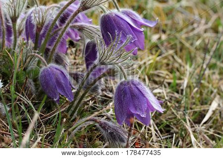 Purple pasque flowers in springtime / Hairy fuzzy pasque-flowers in soft purple pastel colors in springtime.