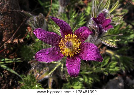 Purple pasque flowers in springtime / Hairy fuzzy pasque-flowers in soft purple pastel colors in springtime.