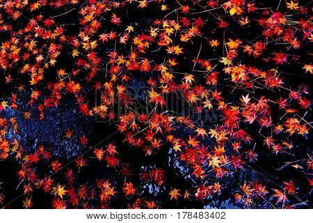 A beautiful autumn background with maple leaves