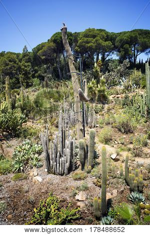 Cactus in desert. Cactusfern and aloe Nature green landskape