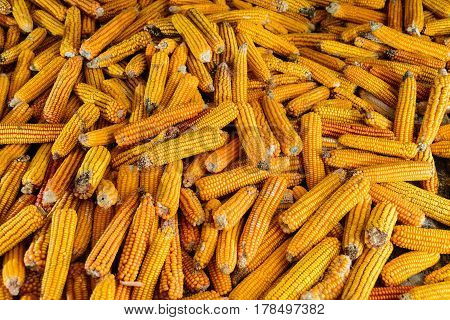 Heap of yellow dried corn on cob different sizes and seeds pattern