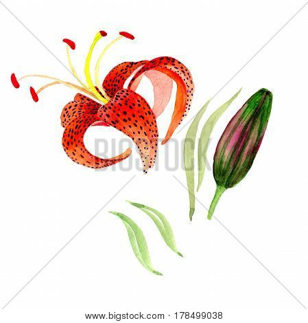 Wildflower leopard lily flower in a watercolor style isolated.  Aquarelle wild flower for background, texture, wrapper pattern, frame or border.