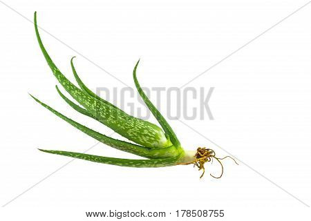 Aloe vera plant isolated on white background.Saved with clipping path.