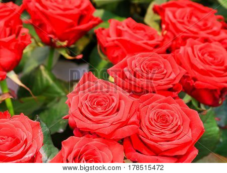 Bunch Of Roses