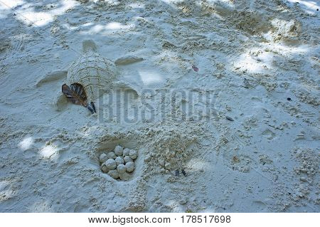 fun on the beach with turtle and egg sand sculpture