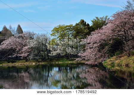 Magical Spring Landscape of White Cherry Blossoms at riverside in Japan