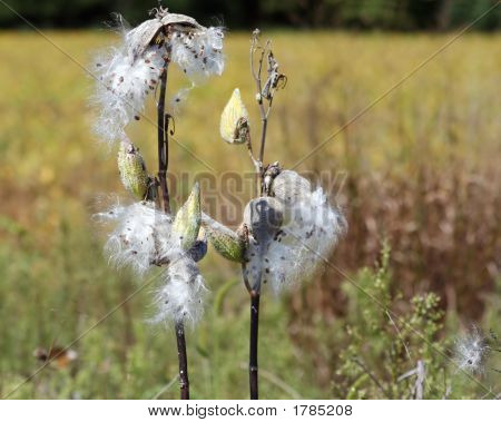 Milkweed