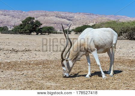 Adult curved horned antelope Addax (Addax nasomaculatus) was introduced from Sahara desert and well adopted in nature reserve near Eilat, Israel