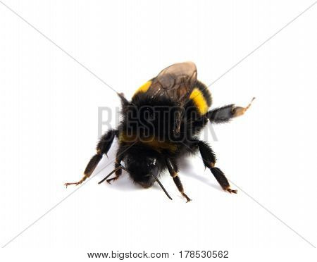 Crawling bumblebee isolated on the white background